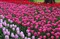 ����DA 40mm f/2.8 Limited����ͼƬ2