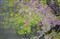 ����DA 70mm f/2.4 Limited����ͼƬ2