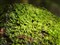 ���ְ�˹ZUIKO DIGITAL ED 50mm F2 Macro����ͼƬ6
