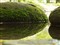 ���ְ�˹ZUIKO DIGITAL ED 50mm F2 Macro����ͼƬ7