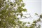 ����APO 50-500mm F4.5-6.3 DG OS HSM����ͼƬ3