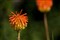 ����APO 50-500mm F4.5-6.3 DG OS HSM����ͼƬ4