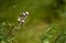 ����APO 70-200mm F2.8 EX DG Macro HSM II����ͼƬ4
