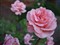 ���ְ�˹ZUIKO DIGITAL 25mm f/2.8����ͼƬ6
