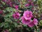 ���ְ�˹ZUIKO DIGITAL 25mm f/2.8����ͼƬ7