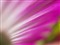 ���ְ�˹ZUIKO DIGITAL 35mm f/3.5 Macro����ͼƬ3