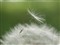 ���ְ�˹ZUIKO DIGITAL 35mm f/3.5 Macro����ͼƬ4