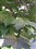 ƻ��iPhone4 16G(��ɫ��)����ͼƬ
