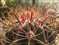 HTC G7 Desire����ͼƬ