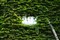 ����Sonnar T* 135mm F1.8 ZA����ͼƬ6