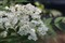����18-50mm F2.8 EX DC Macro HSM����ͼƬ1