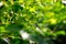 ����18-50mm F2.8 EX DC Macro HSM����ͼƬ6