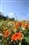 ͼ��AT-X 16-28 F2.8 PRO FX����ͼƬ7