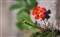 ����DA�� 16-50mm f/2.8 ED AL [IF] SDM����ͼƬ7
