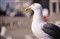 �῵AF-S 28-300mm f/3.5-5.6G ED VR����ͼƬ4