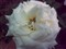 ŵ����E66(���а�)����ͼƬ