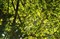 ����85mm F2.8 SAM����ͼƬ4