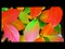 Gateway FHX2152LЧ��ͼƬ7