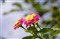 ����DA 18-135mm f/3.5-5.6 ED AL [IF] DC WR����ͼƬ5