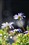 ����DA 18-135mm f/3.5-5.6 ED AL [IF] DC WR����ͼƬ7