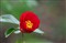 ����DA�� 60-250mm f/4 ED [IF] SDM����ͼƬ8
