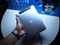35Pad U8��ƷͼƬ7