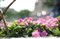 �῵AF-S 50mm f/1.8G����ͼƬ7