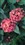 Ħ��������̱�3(XT883)����ͼƬ