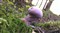 HTC EVO 3D(GSM��)����ͼƬ