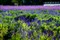 ����a65�׻�(18-250mm)����ͼƬ