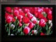 ���� LCD-42G7ͼƬ-131k