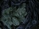 �῵ P50ͼƬ-570k