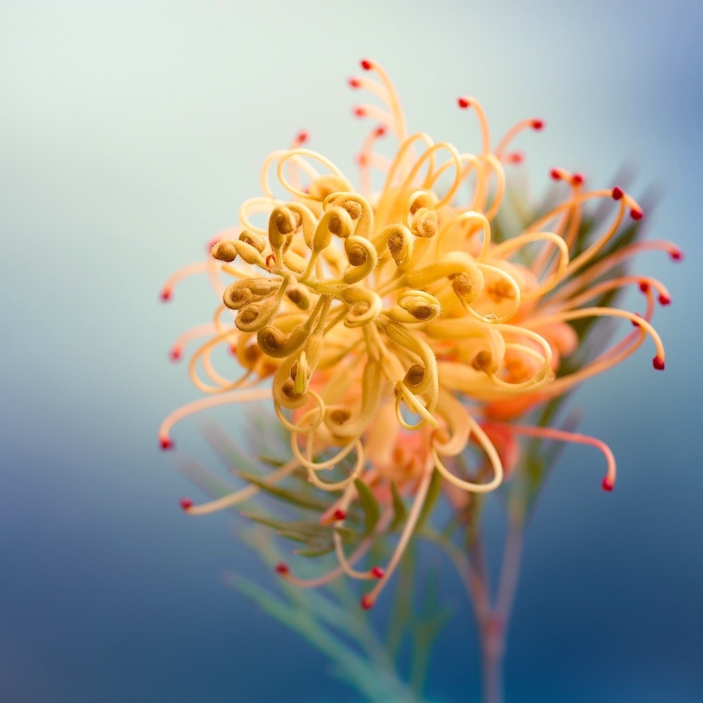 4手机壁纸_ipad壁纸