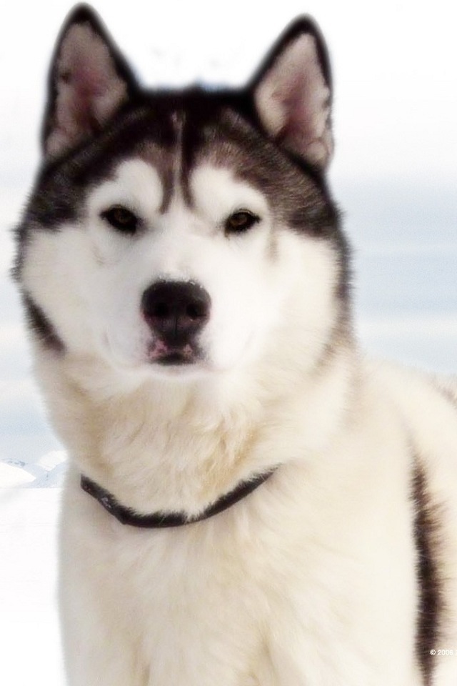 哈士奇和金毛用韩语怎么说,知道的用韩语写下