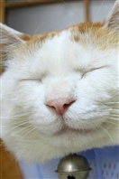 20120324猫叔高清壁纸 (20)10174218