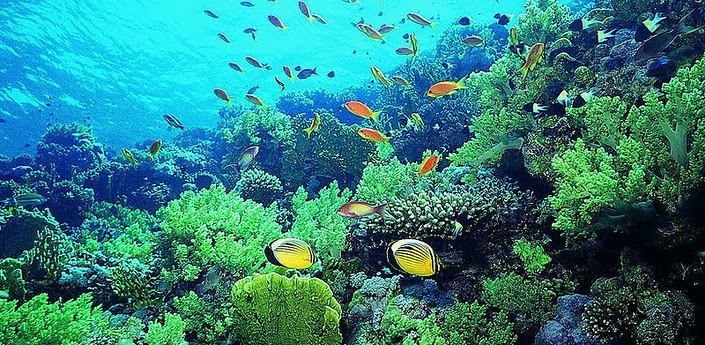3D海洋鱼类,3D Marine Fish,安卓软件,android