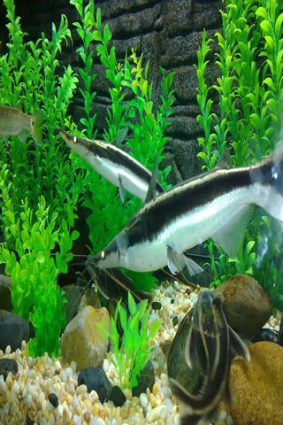 海洋水族馆动态壁纸安卓软件android安卓软件