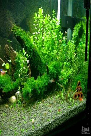 鱼缸金鱼动态壁纸,安卓软件,android安卓软件免