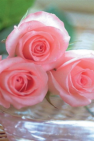 玫瑰心语高清动态壁纸,安卓软件,android安卓软