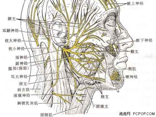 耳朵后面的神经分布图图片
