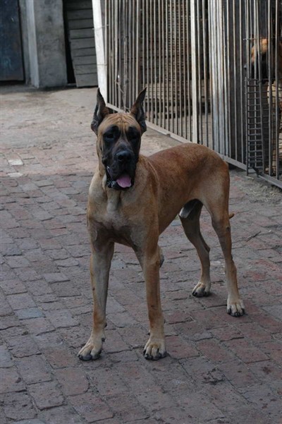 本命年大集合!游戏动漫中的经典狗狗_-泡泡网