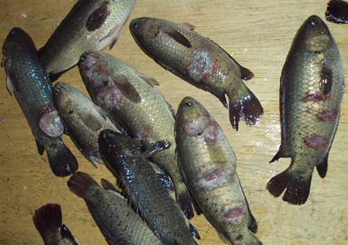 牛斯山西部,产婆蟾感染壶真菌大面积死亡由于人类的集中种植和饲养