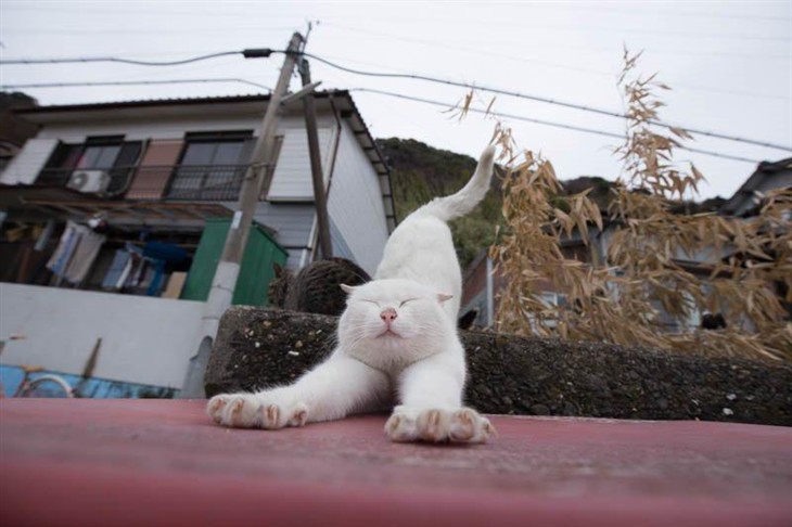 kiyochan专门拍摄日本各地街猫的摄影师kiyochan,网站内的街猫照片