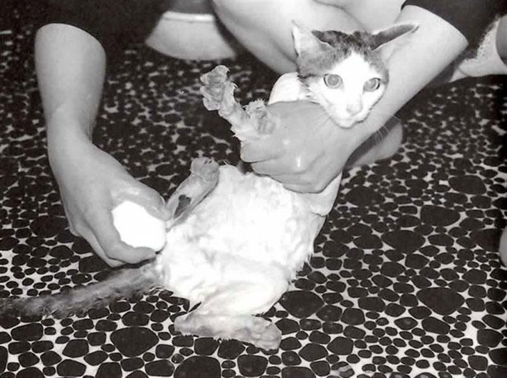 真爱陪伴摄影大师荒木经惟22年的猫咪