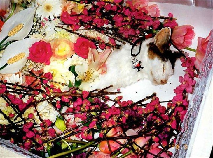 陪伴摄影大师荒木经惟22年的猫咪