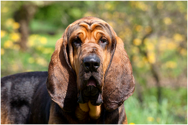 模样朴实的寻血猎犬(图片来源:www.omlet.co.uk)