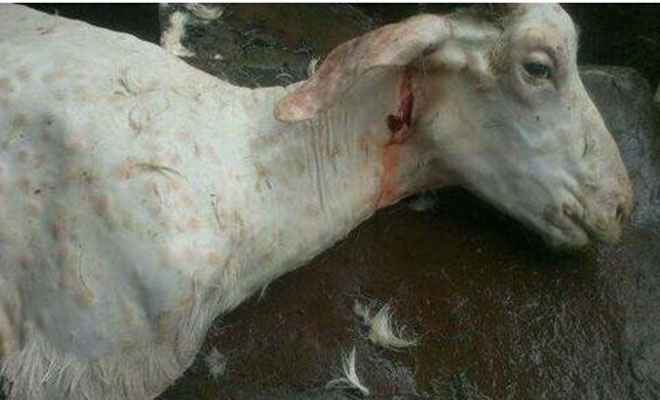 羊痘的临床症状及防治措施