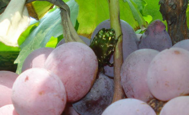 葡萄园金龟子怎么治