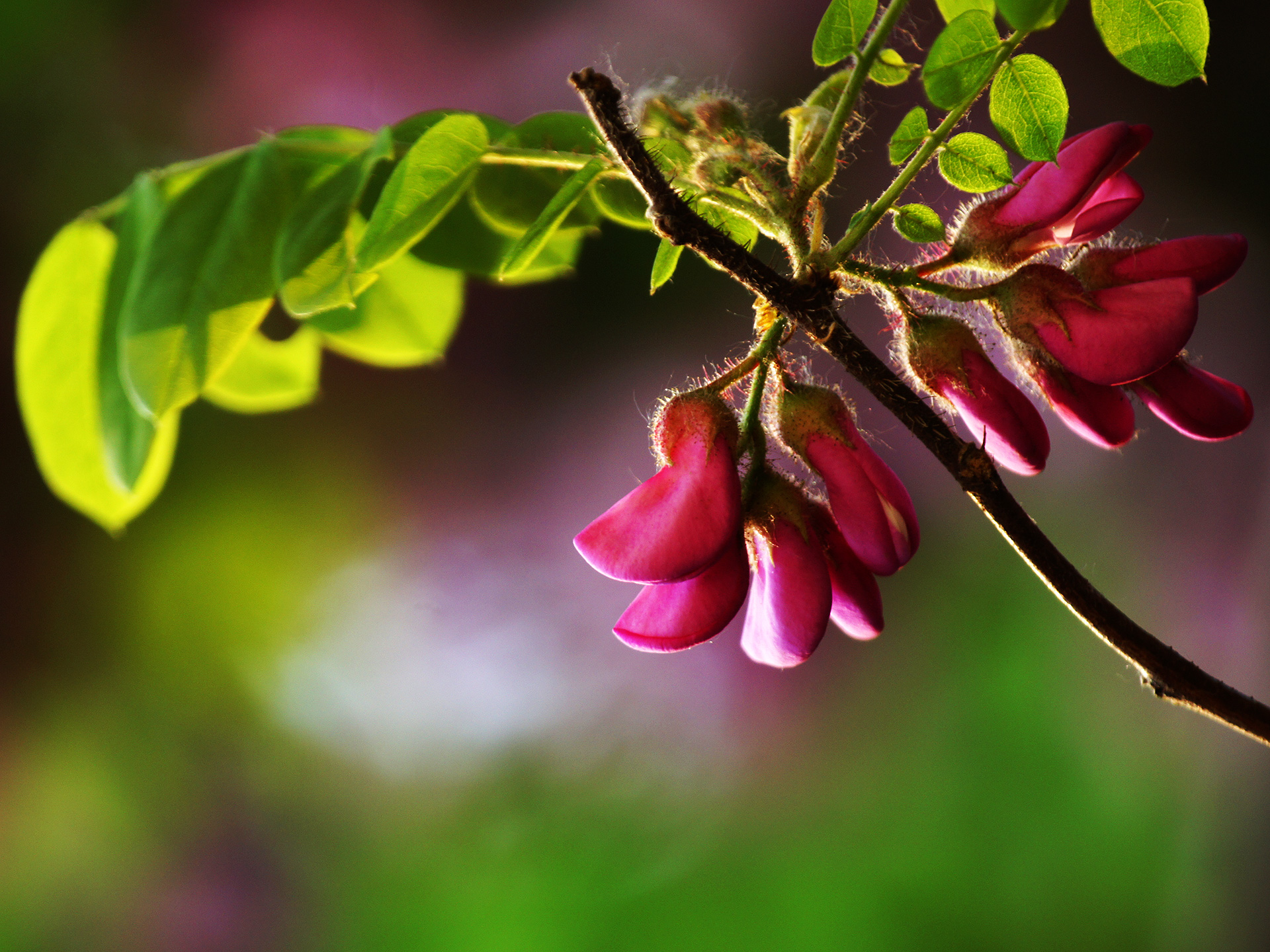 逝去的美景 索尼α55及α500拍摄洋槐花