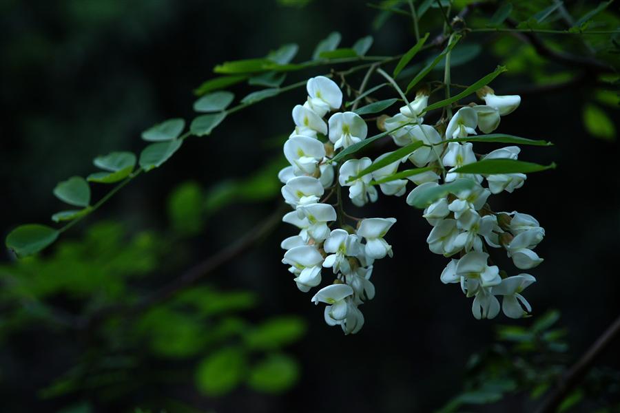 又闻槐花香 紫色/白色槐花全高清图赏